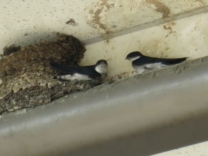 IMG_0381