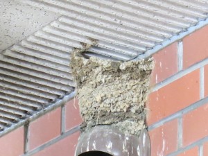 IMG_0386